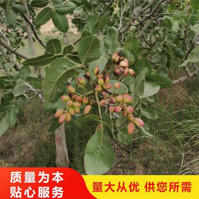 开心果板栗苗厂家现货供应