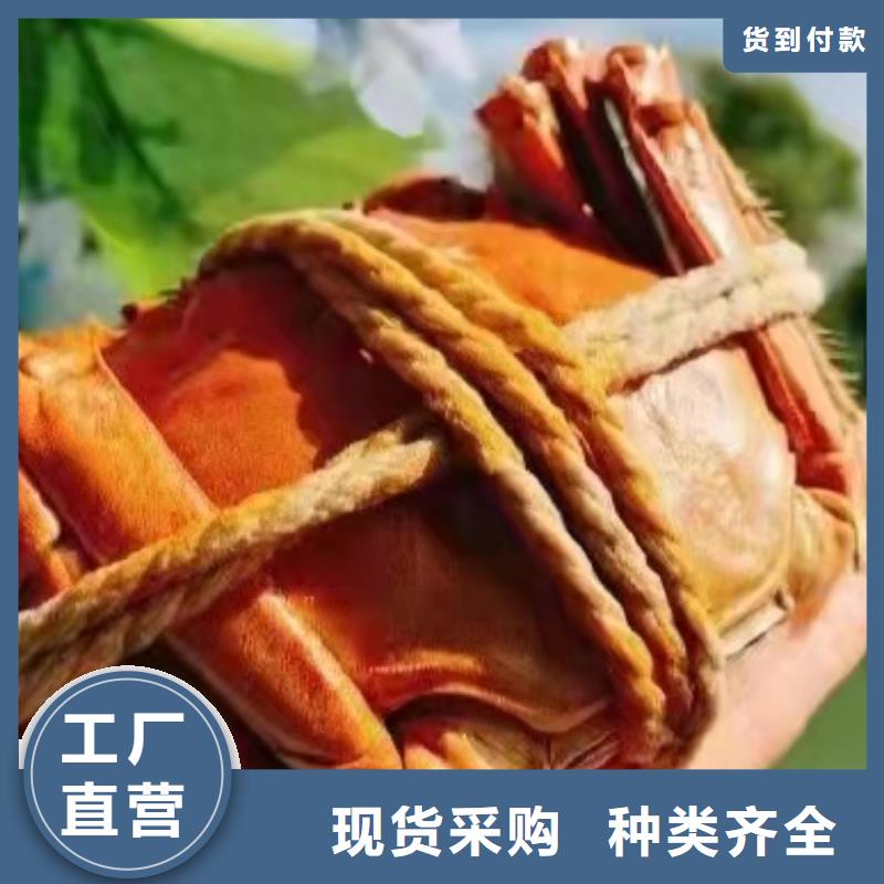 阳澄湖买蟹哪里比较好苏州莲花岛顾记蟹庄
