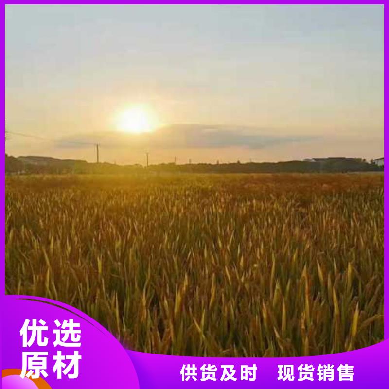 苏州阳澄湖买大闸蟹哪家好阳澄湖吃大闸蟹农家乐