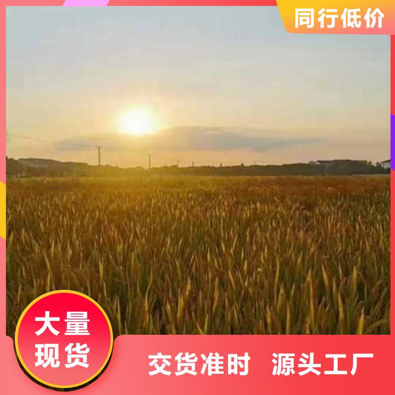 琼中县苏州阳澄湖大闸蟹那家实惠味道好