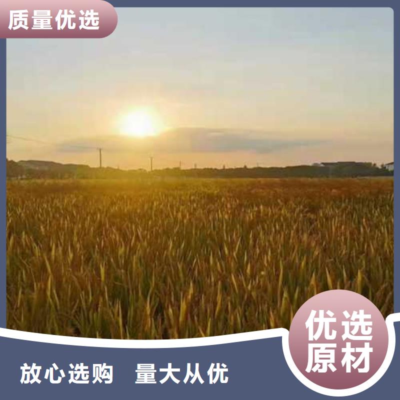 阳澄湖买大闸蟹哪家比较好苏州莲花岛