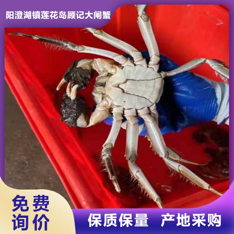 阳澄湖买蟹哪家正宗苏州莲花岛顾记蟹庄