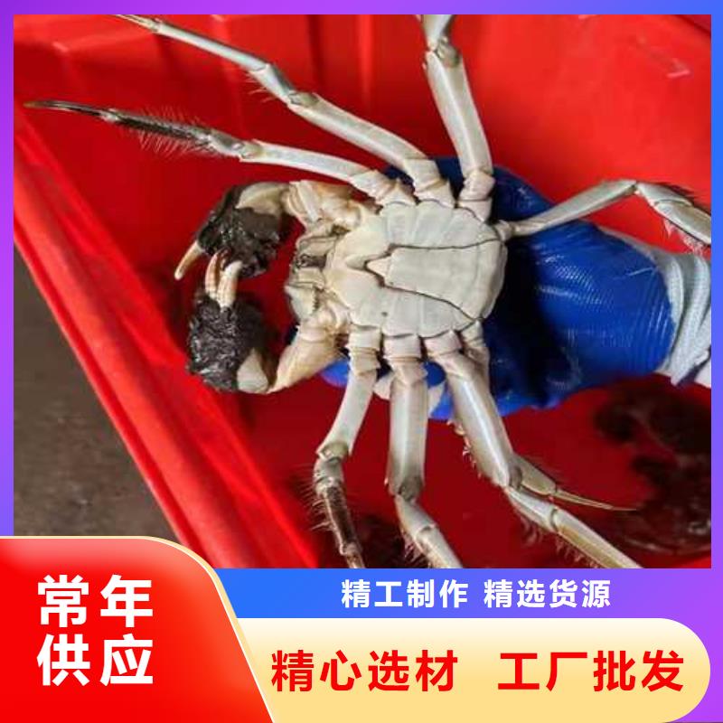 阳澄湖大闸蟹哪里正宗