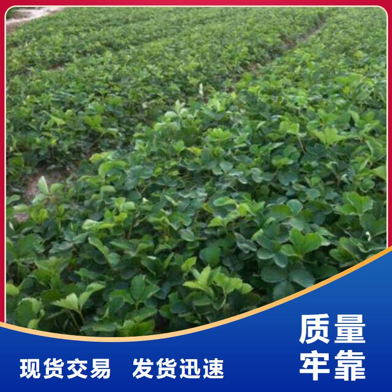 【草莓苗】-青苹果树苗优质材料厂家直销