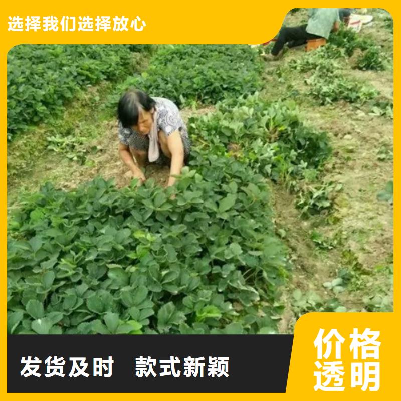 【草莓苗】樱桃苗基地专注细节更放心