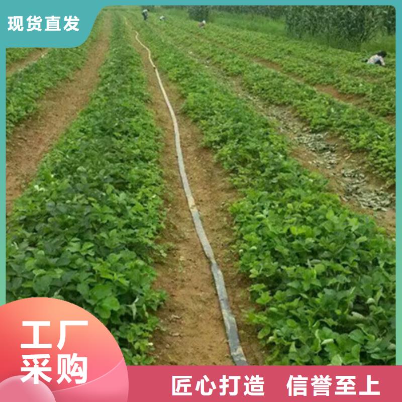 草莓苗大棚草莓苗低价货源