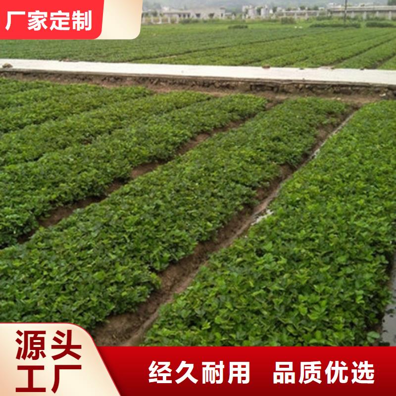 草莓苗,樱桃苗支持大批量采购