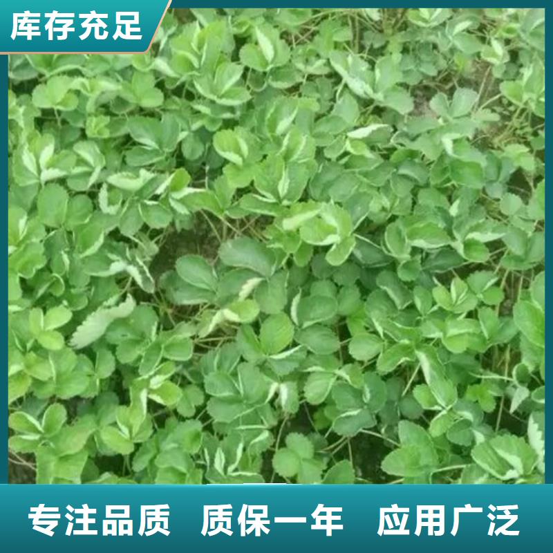草莓苗苹果苗值得买