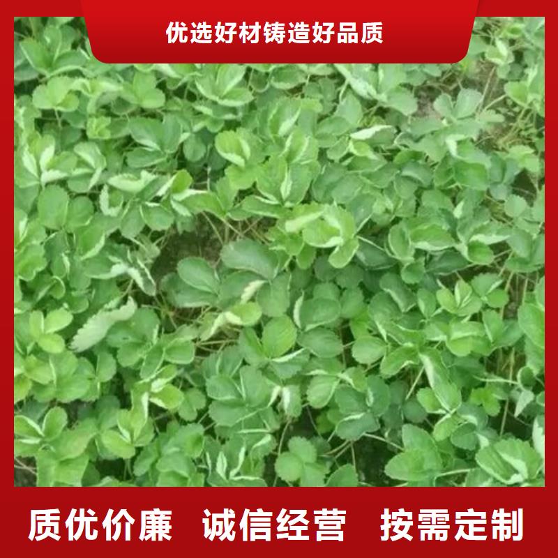 【草莓苗】大棚草莓苗产品细节参数