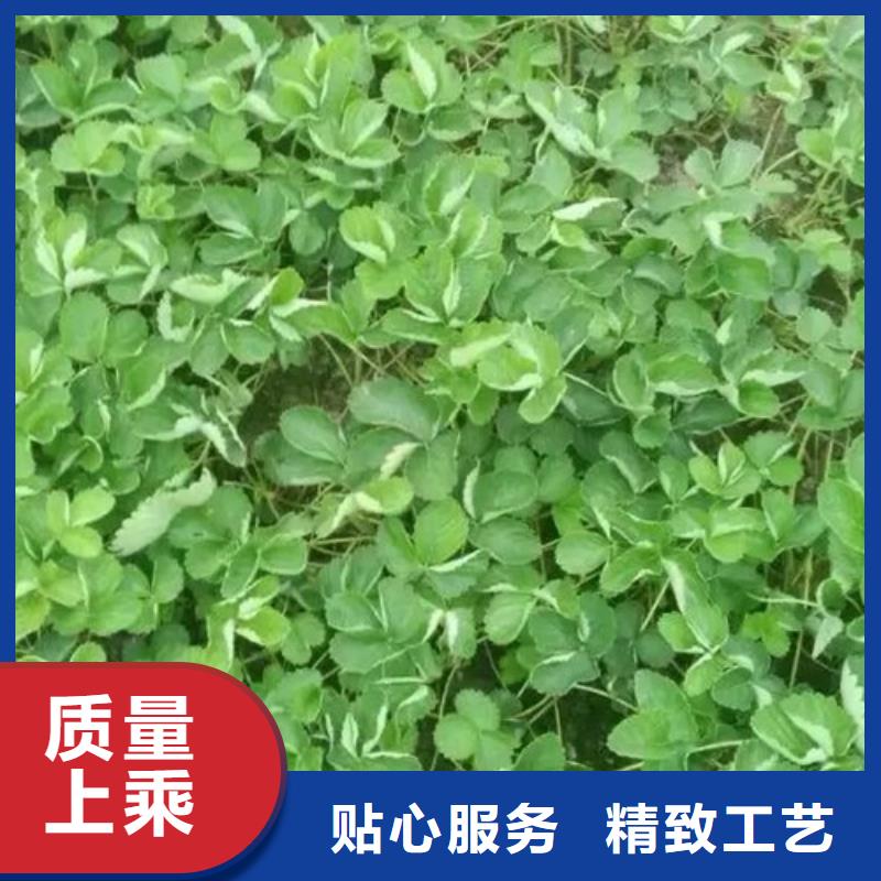 草莓苗_桃树苗质量优价格低