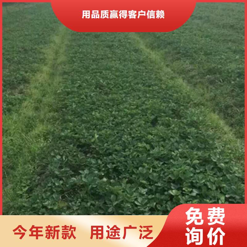 草莓苗苹果苗用心细节