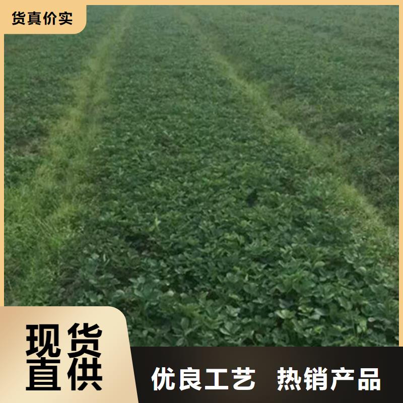 【草莓苗】大棚草莓苗源头采购