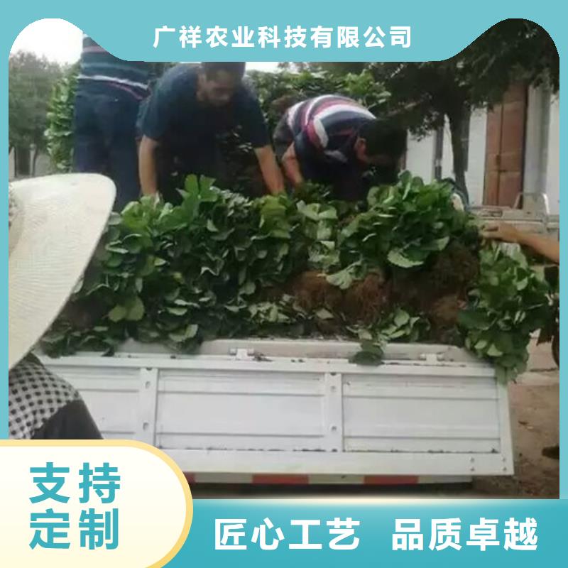 草莓苗果树苗一站式厂家