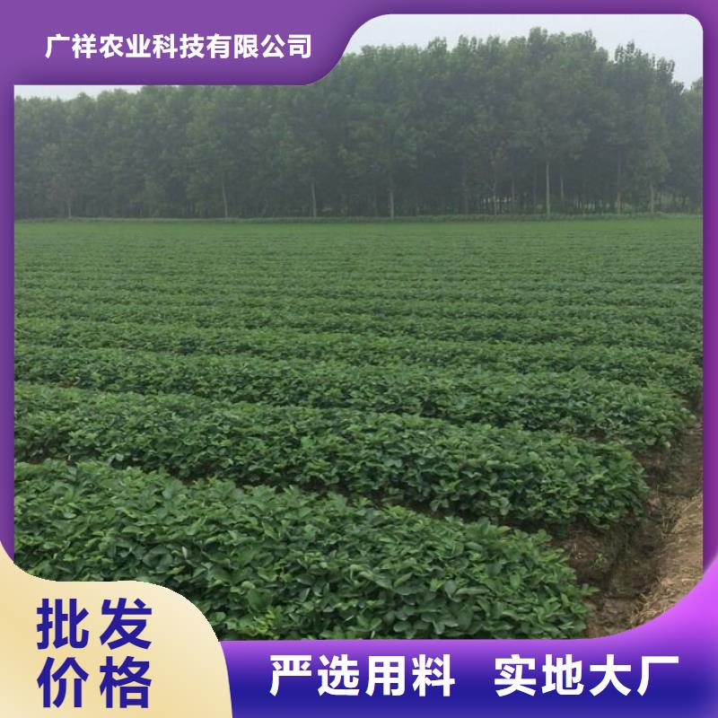 草莓苗苹果苗准时交付