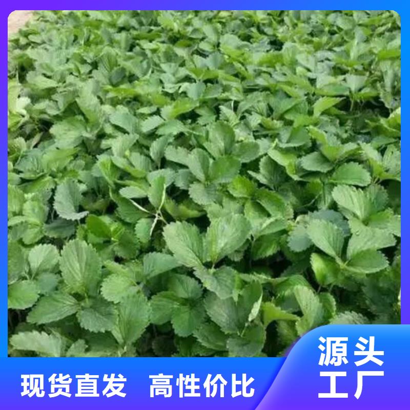 草莓苗桃树苗拒绝伪劣产品