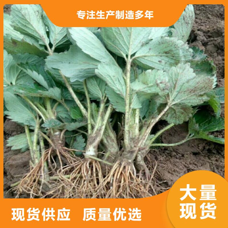 草莓苗苹果苗用心细节