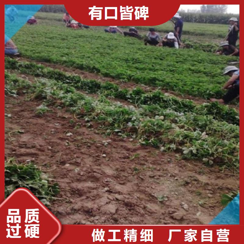 【草莓苗_阳光玫瑰葡萄树苗厂家精选】