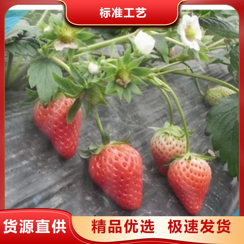 【草莓苗_阳光玫瑰葡萄树苗厂家精选】