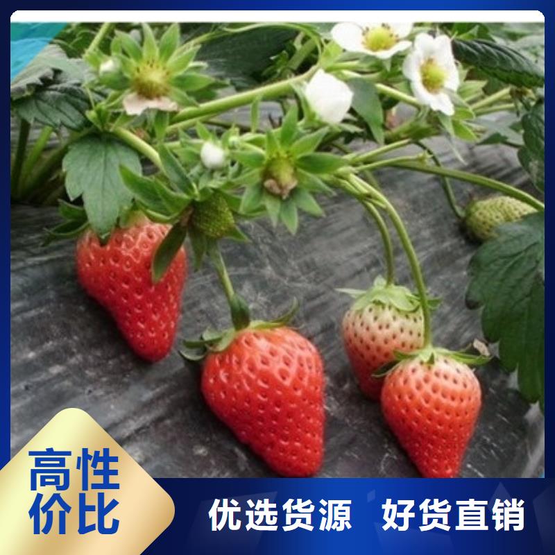 草莓苗无花果树苗真材实料加工定制