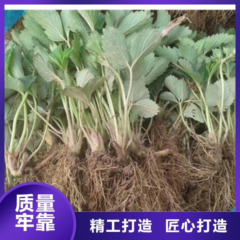 【草莓苗红颜草莓优选货源】