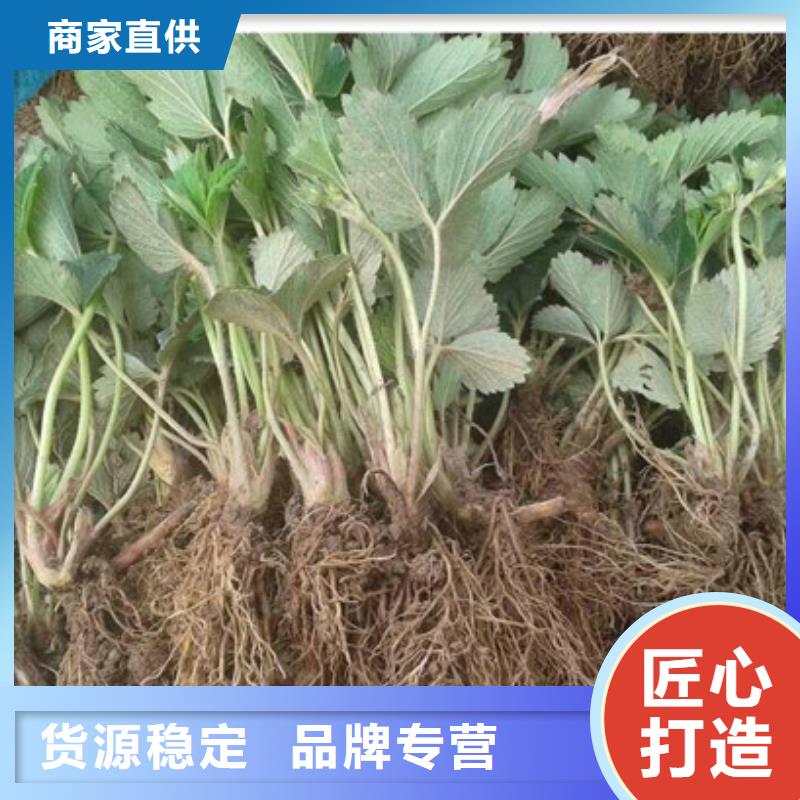 草莓苗_红颜草莓好货采购