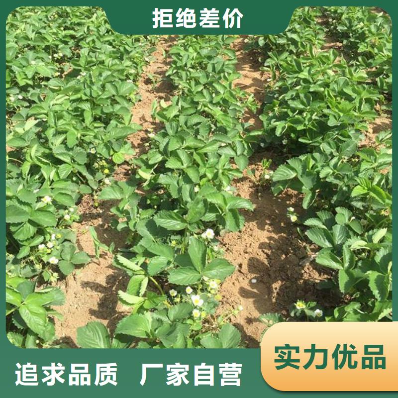 草莓苗-莫妮卡西梅树苗严谨工艺