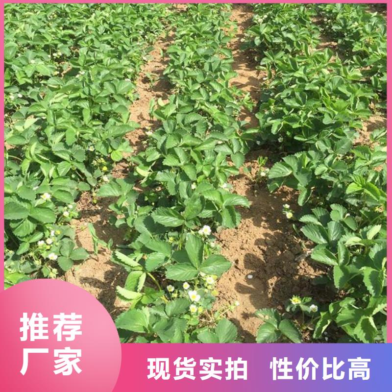 【草莓苗樱桃苗基地好品质售后无忧】