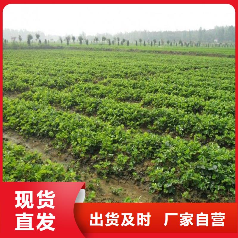 【草莓苗】-青苹果树苗优质材料厂家直销