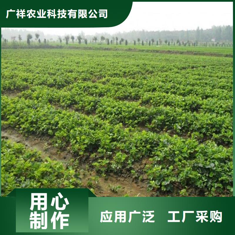 草莓苗【阳光玫瑰葡萄树苗】好厂家有担当
