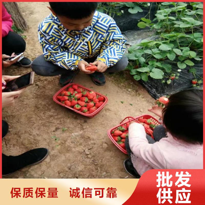 草莓苗草莓苗价格自产自销