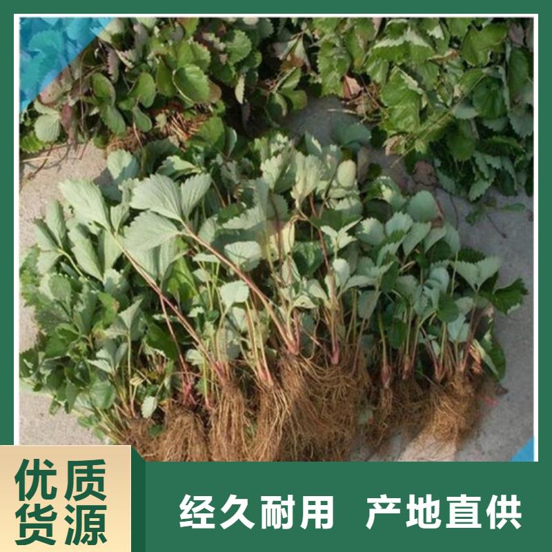 【草莓苗蓝宝石葡萄树苗根据要求定制】