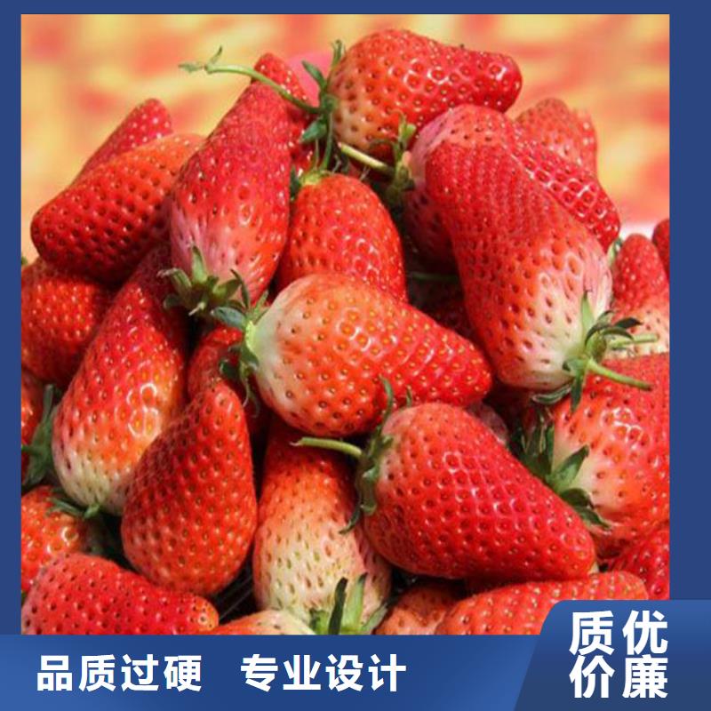 草莓苗胭脂脆桃树苗欢迎来电咨询