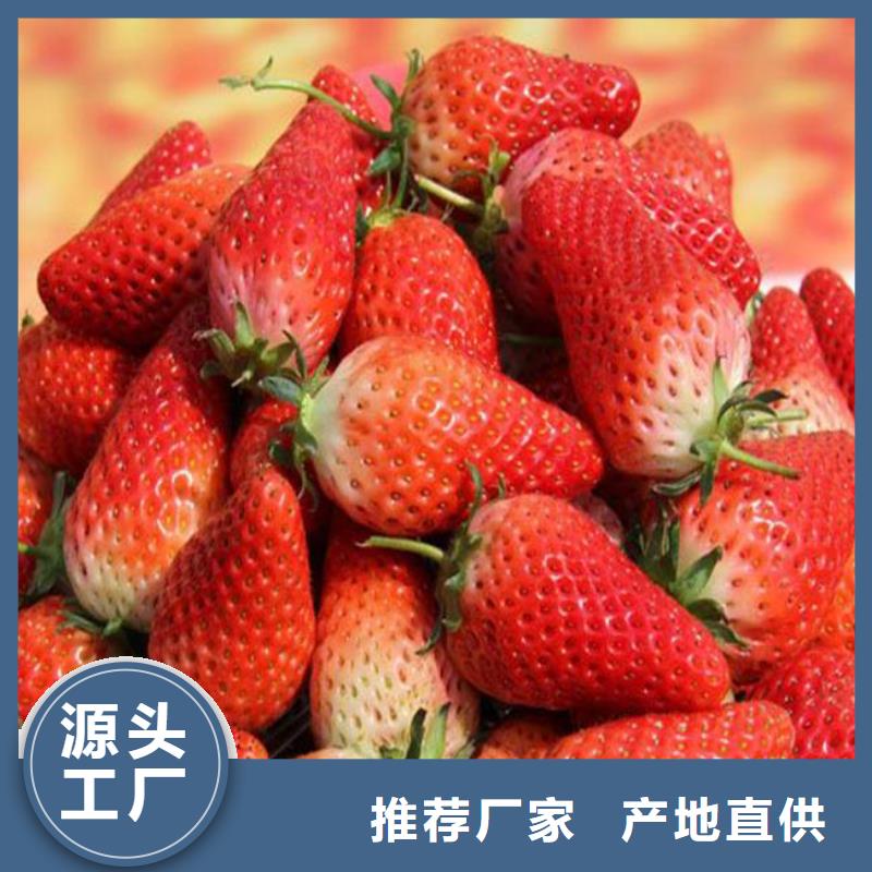 草莓苗大棚草莓苗细节之处更加用心