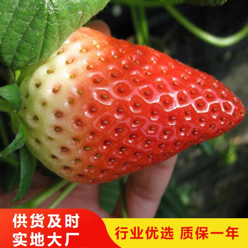 草莓苗苹果苗准时交付