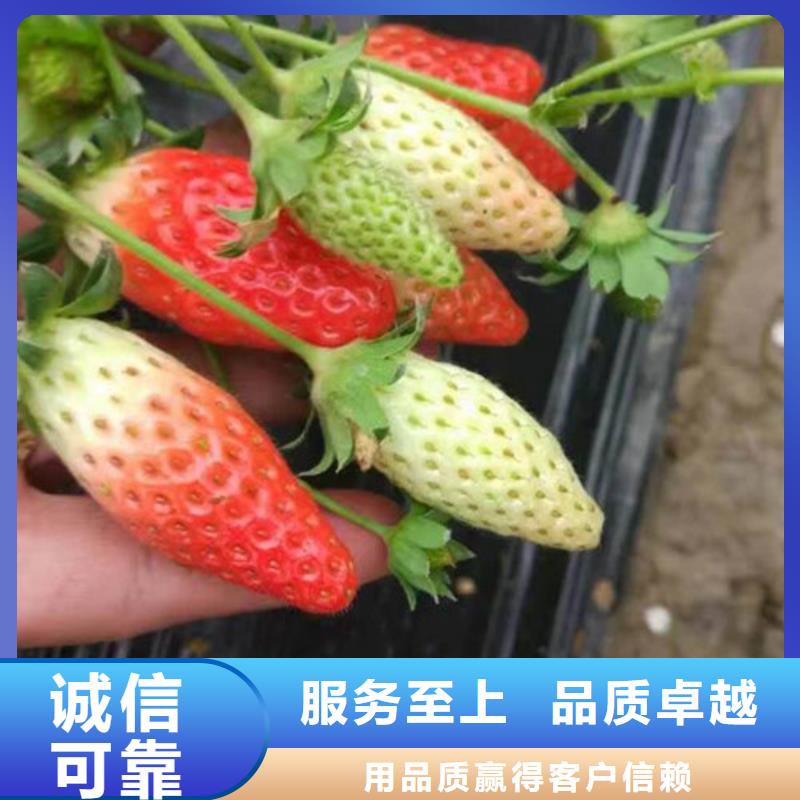 草莓苗徐香猕猴桃树苗厂家品控严格