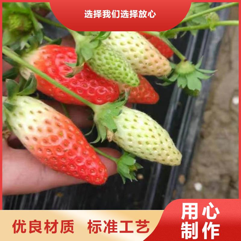 草莓苗_青苹果树苗厂家实力雄厚