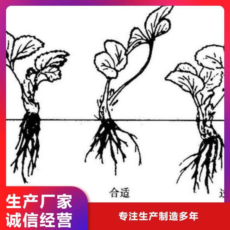 草莓苗果树苗型号全价格低