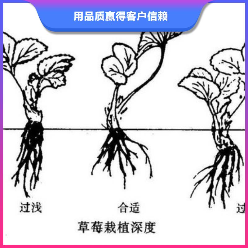 草莓苗-樱桃苗基地买的放心