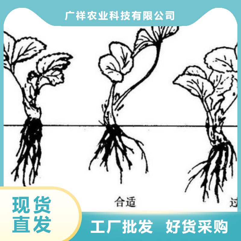 草莓苗白桃树苗客户信赖的厂家