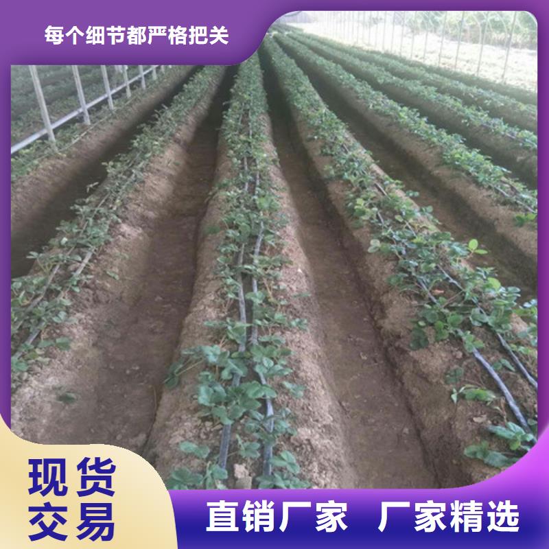 草莓苗【梨树苗基地】为您精心挑选