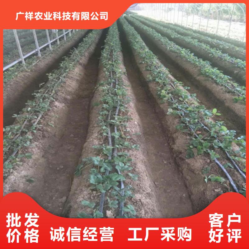 【草莓苗】桃树苗认准大品牌厂家
