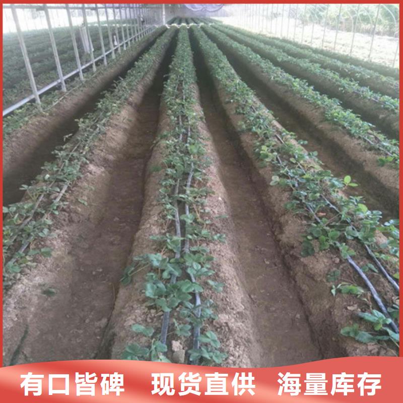 【草莓苗_阳光玫瑰葡萄树苗厂家精选】
