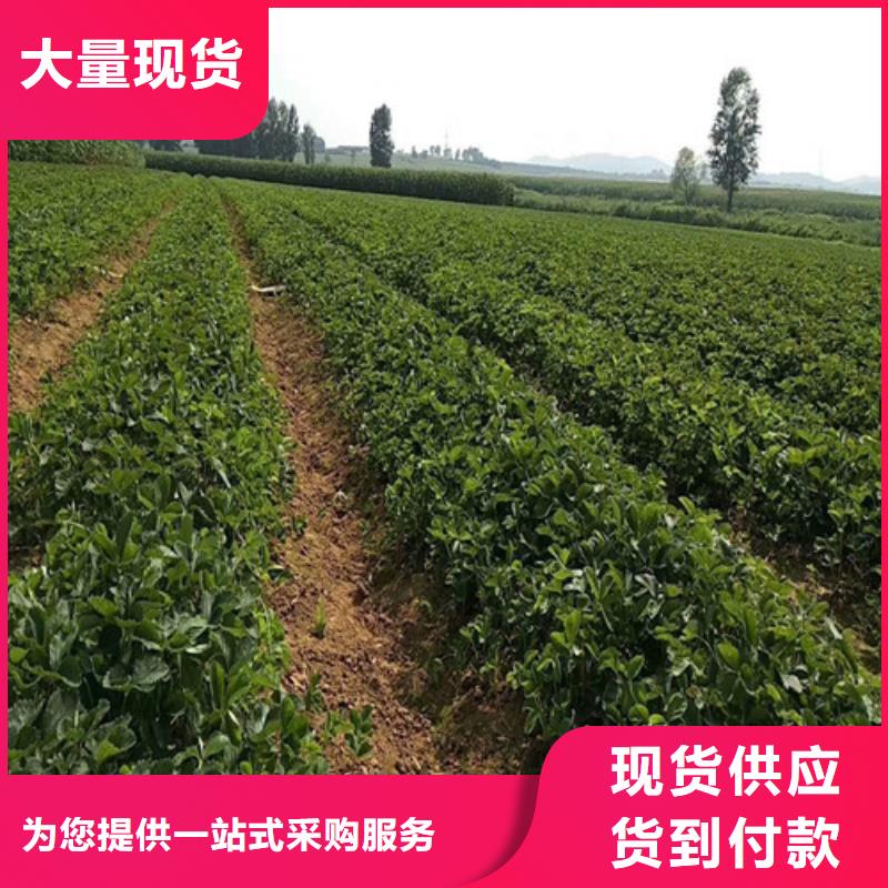 草莓苗果树苗批发基地用心服务