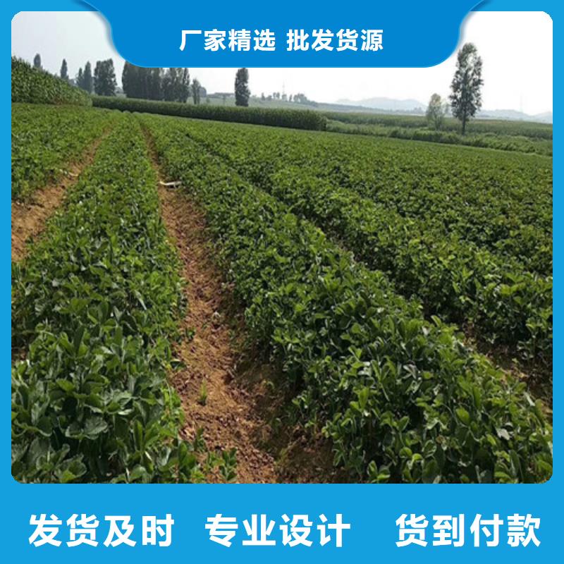 草莓苗青苹果树苗来图来样定制