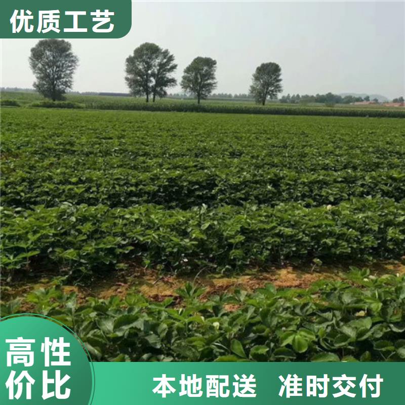 【草莓苗】果树苗批发基地可零售可批发