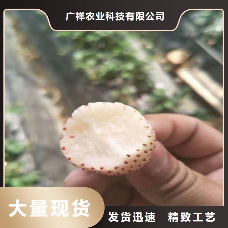 草莓苗,大棚草莓苗多种款式可随心选择