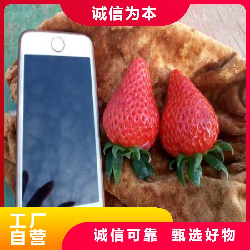 草莓苗,徐香猕猴桃树苗高品质现货销售