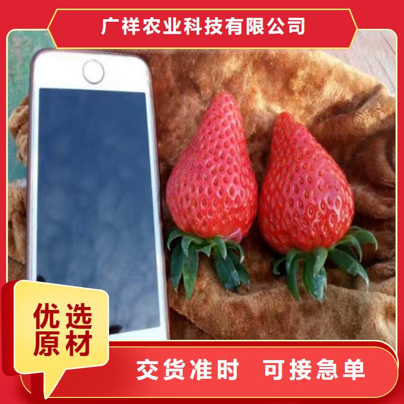 草莓苗葡萄苗基地厂家技术完善