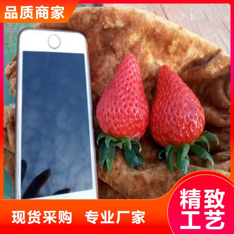 草莓苗-莫妮卡西梅树苗严谨工艺