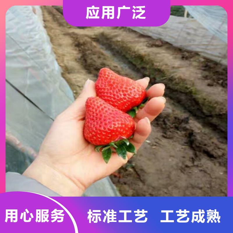草莓苗大棚草莓苗工厂认证